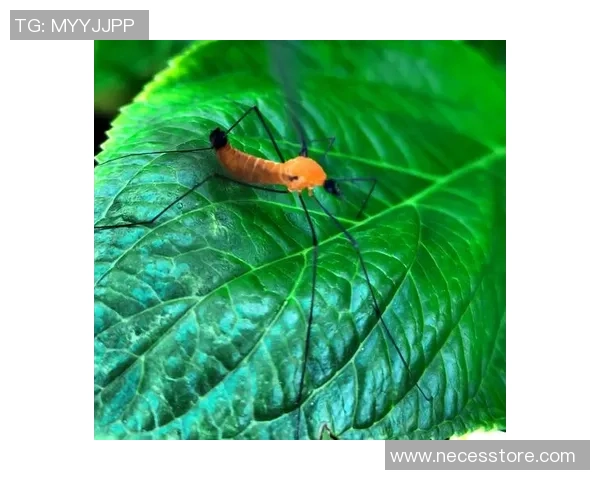 日本最帅男足球星风采全景展现 球场内外魅力无敌